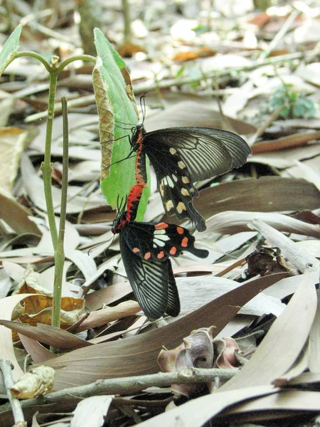 Kelebekler, dev Swallowtails çiftleşme — Stok fotoğraf