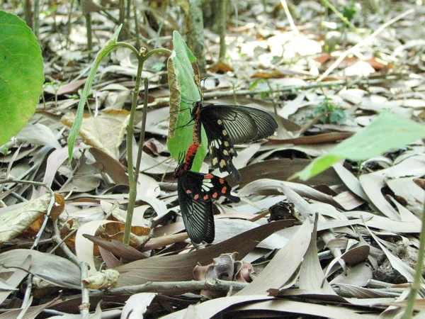 Kelebekler, dev Swallowtails çiftleşme — Stok fotoğraf