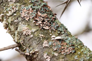 Xanthoria parietina bahçede bir ağaç dalı üzerinde liken