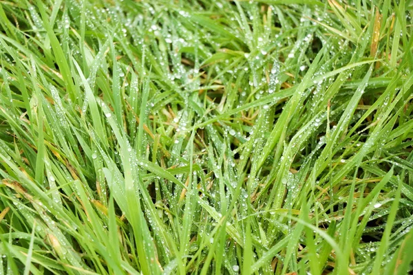 Herbe dans le parc ou dans la forêt sous les rayons du soleil . — Photo