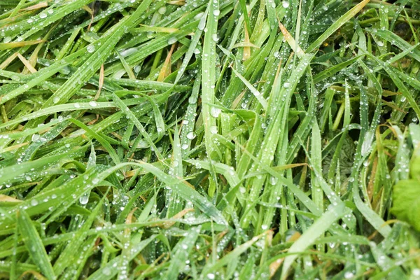 Gras im Park oder im Wald im Sonnenlicht. — Stockfoto