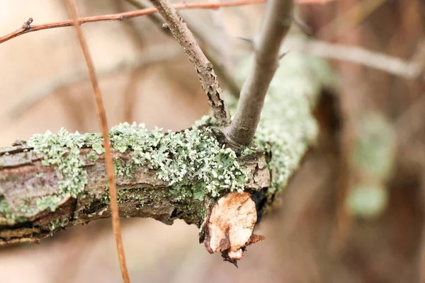 Lichens Xanthoria parietina on a tree branch in the garden — Stock Photo, Image