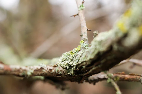 Líquenes Xanthoria parietina en una rama de árbol en el jardín —  Fotos de Stock