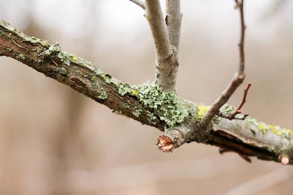 Lichens Xanthoria parietina on a tree branch in the garden — Stock Photo, Image