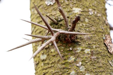 armut ağacının bir dalı üzerinde sivri