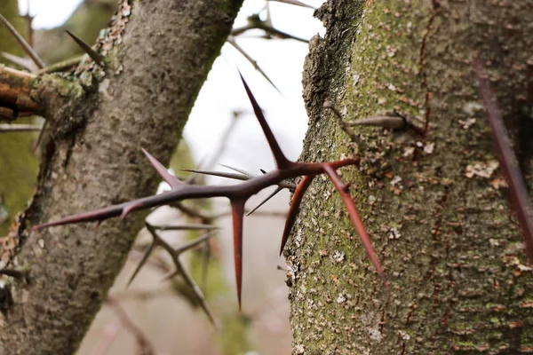 Pointes sur une branche d'un poirier — Photo