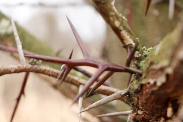 Pointes sur une branche d'un poirier — Photo