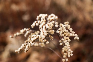 Sarı, yüksek, sonbahar çimleri yakın çekim.