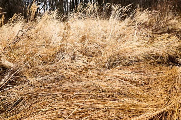 Amarillo, alto, hierba de otoño primer plano . — Foto de Stock