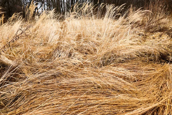 Gelb, hoch, herbstliches Gras in Nahaufnahme. — Stockfoto