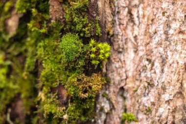 Güzel yosun ve liken kaplı ağaç. ve mantar