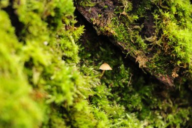 Güzel yosun ve liken kaplı ağaç. ve mantar