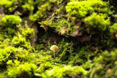 Güzel yosun ve liken kaplı ağaç. ve mantar