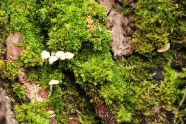 Güzel yosun ve liken kaplı ağaç. ve mantar