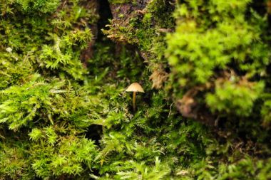 Güzel yosun ve liken kaplı ağaç. ve mantar