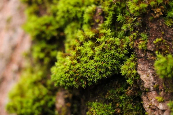 Güzel yosun ve liken kaplı ağaç. ve mantar