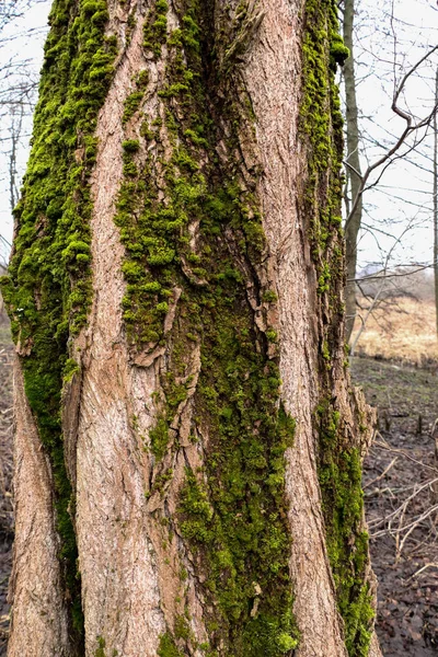 Güzel yosun ve liken kaplı ağaç. ve mantar — Stok fotoğraf