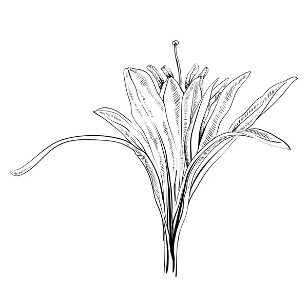 手花ユリの白い背景の上の描画 — ストックベクタ