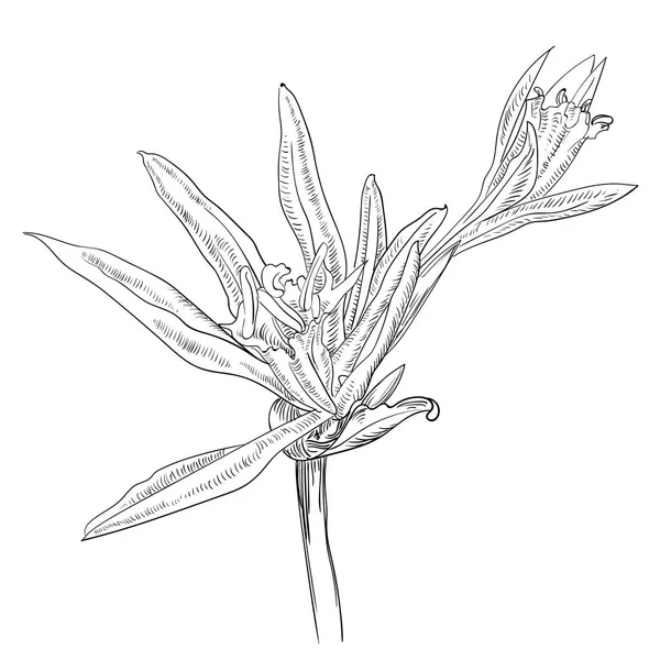 Hand Drawn Flowers Lilies на белом фоне — стоковый вектор