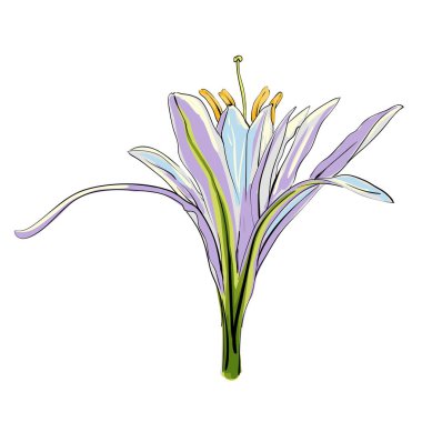 El çekilmiş çiçek lilyum beyaz bir arka plan üzerinde