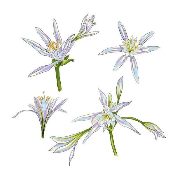 Fleurs dessinées à la main Lys sur un fond blanc ensemble — Image vectorielle