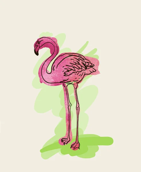 Painted flamingo bird - vector illustration — Stock Vector