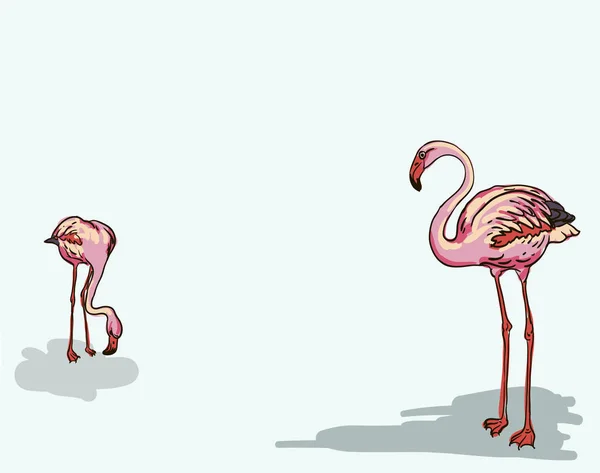 Målad flamingo fågel - vektor illustration — Stock vektor