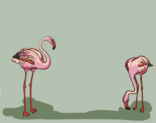 Målad flamingo fågel - vektor illustration — Stock vektor