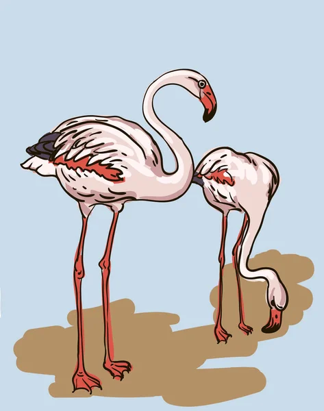 Målad flamingo fågel - vektor illustration — Stock vektor