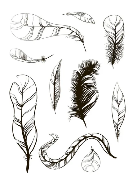 Vector Set of Sketch Plumage — Stock Vector