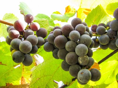 bir asma tatlı koyu mavi üzüm