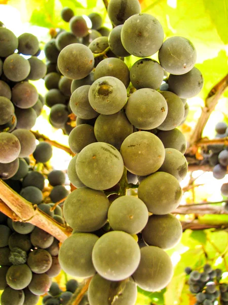 Raisins bleu foncé doux sur une vigne — Photo