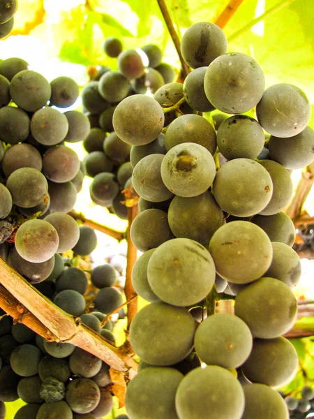 Raisins bleu foncé doux sur une vigne — Photo