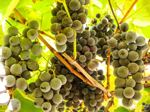 Raisins bleu foncé doux sur une vigne — Photo