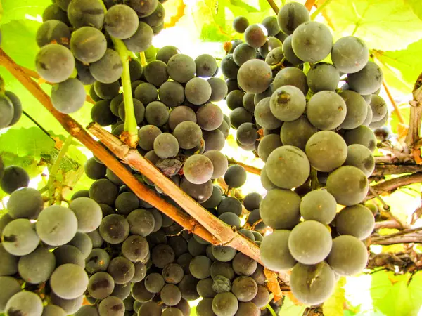 Raisins bleu foncé doux sur une vigne — Photo