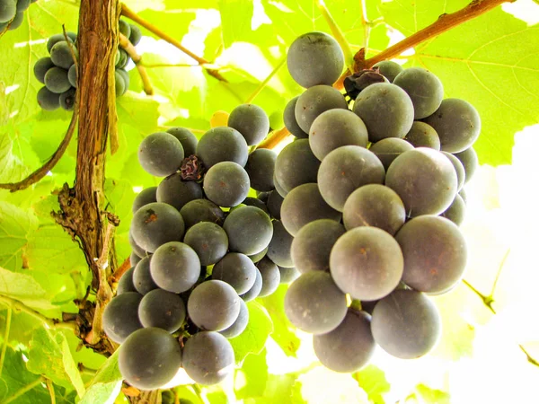 Raisins bleu foncé doux sur une vigne — Photo