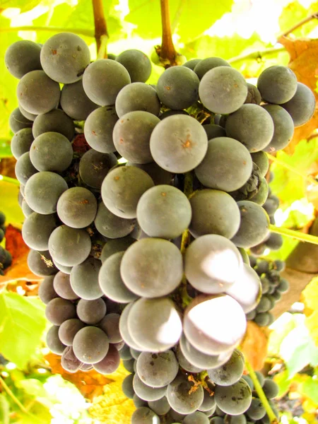 Raisins bleu foncé doux sur une vigne — Photo