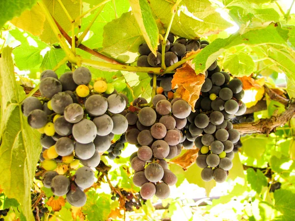 Uvas azuis escuras doces em uma videira — Fotografia de Stock