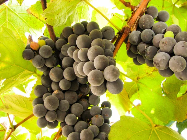 Uvas dulces de color azul oscuro en una vid — Foto de Stock