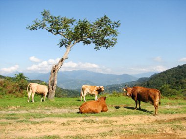 Georgia dağlarda inek otlatmak