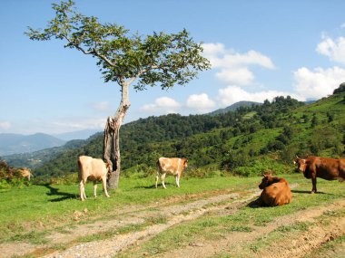 Georgia dağlarda inek otlatmak