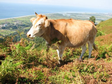 Georgia dağlarda inek otlatmak