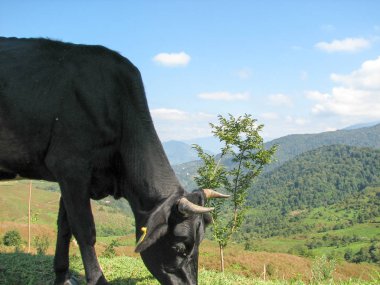 Georgia dağlarda inek otlatmak
