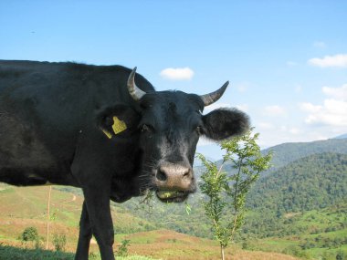 Georgia dağlarda inek otlatmak