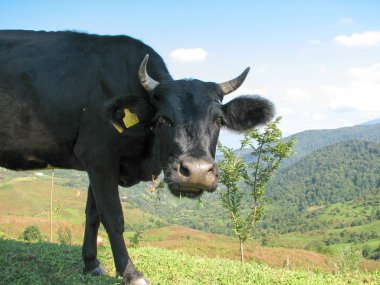 Georgia dağlarda inek otlatmak