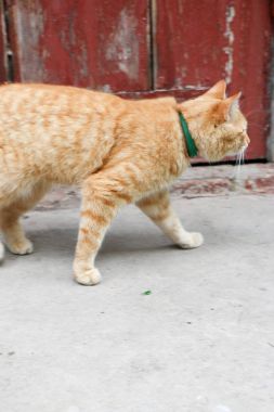 Kızıl kedinin portresi