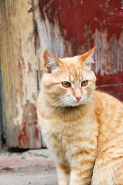 Kızıl kedinin portresi