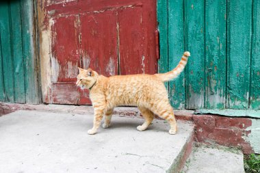 Kızıl kedinin portresi