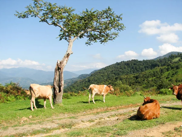 Las vacas pastan en las montañas de Georgia — Foto de Stock