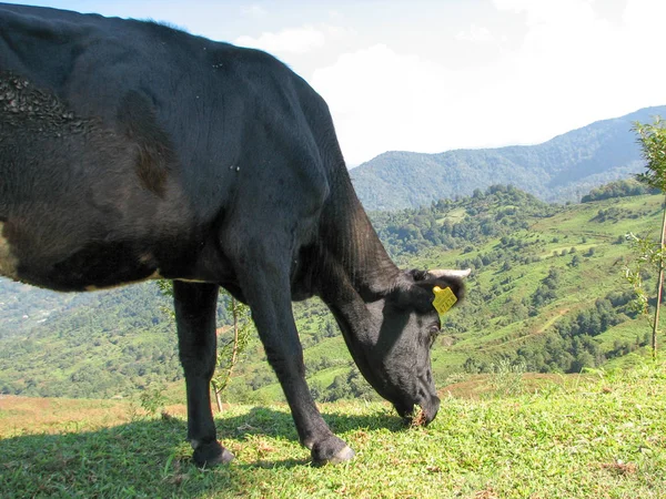 Les vaches paissent dans les montagnes de Géorgie — Photo